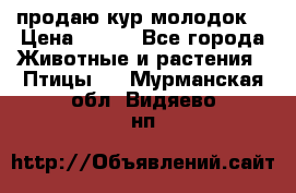продаю кур молодок. › Цена ­ 320 - Все города Животные и растения » Птицы   . Мурманская обл.,Видяево нп